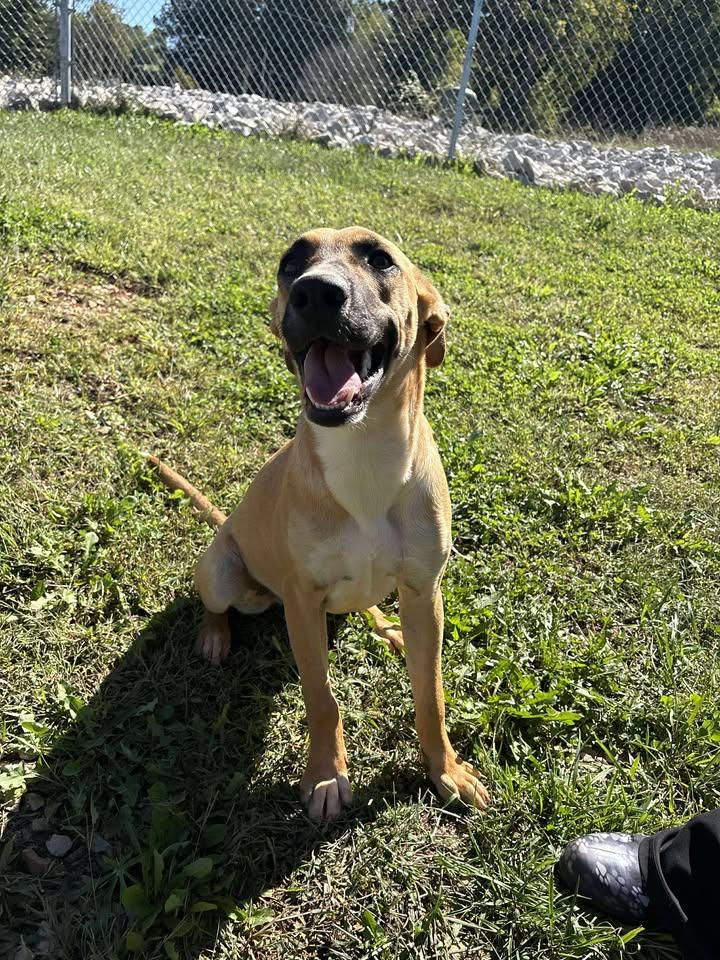 Aubrey (Sponsored), a Adoptable mixed breed in Munfordville, KY image 4/4