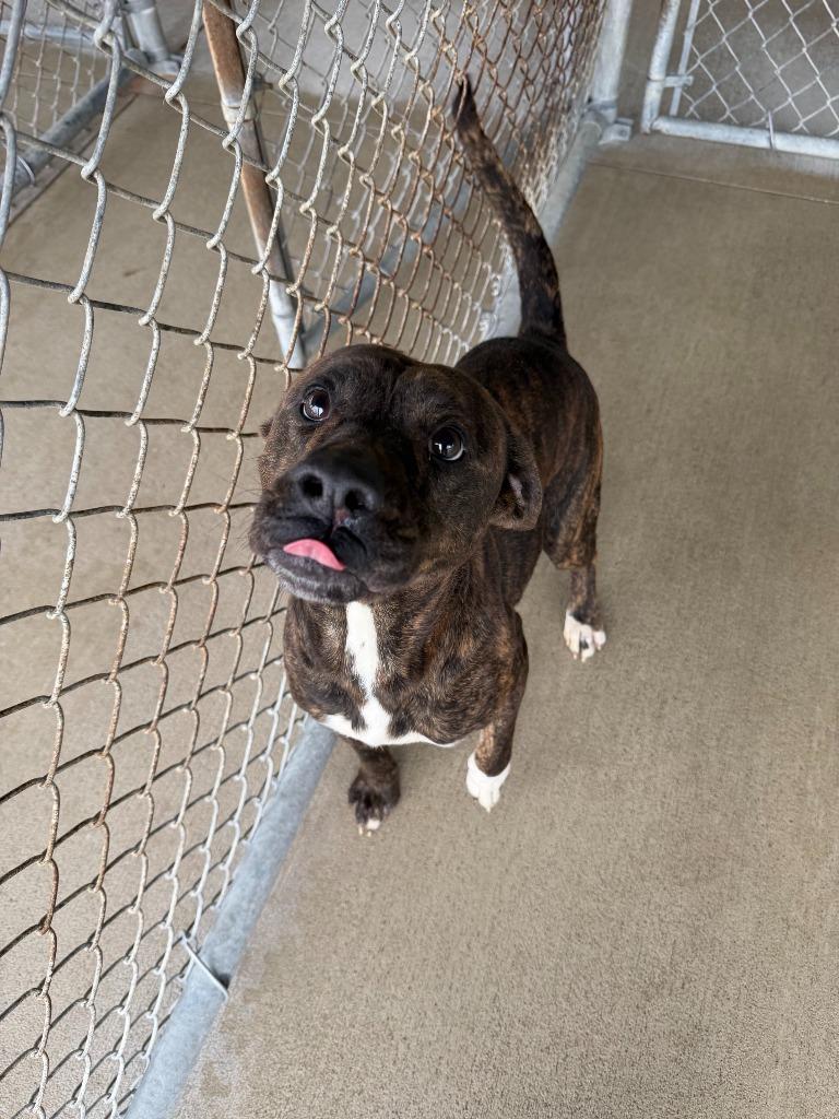 Nova, Adoptable, Adult Female Pit Bull Terrier.