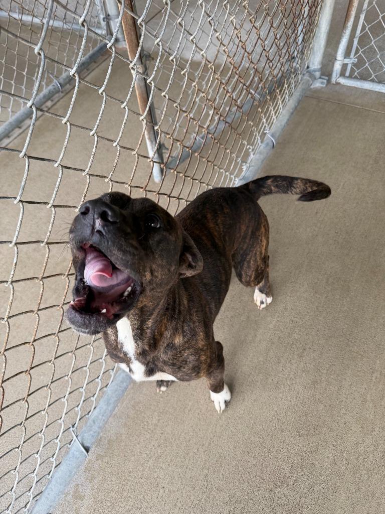 Nova, a Adoptable Pit Bull Terrier in Bryan, OH image 2/3
