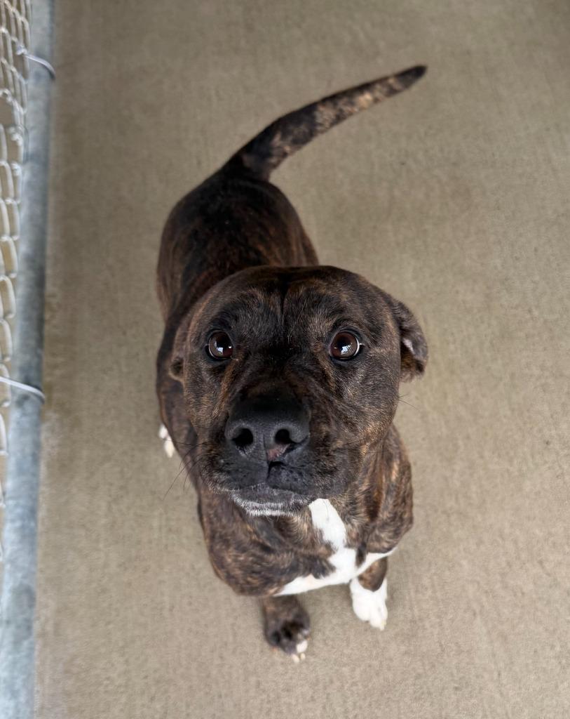 Nova, a Adoptable Pit Bull Terrier in Bryan, OH image 3/3