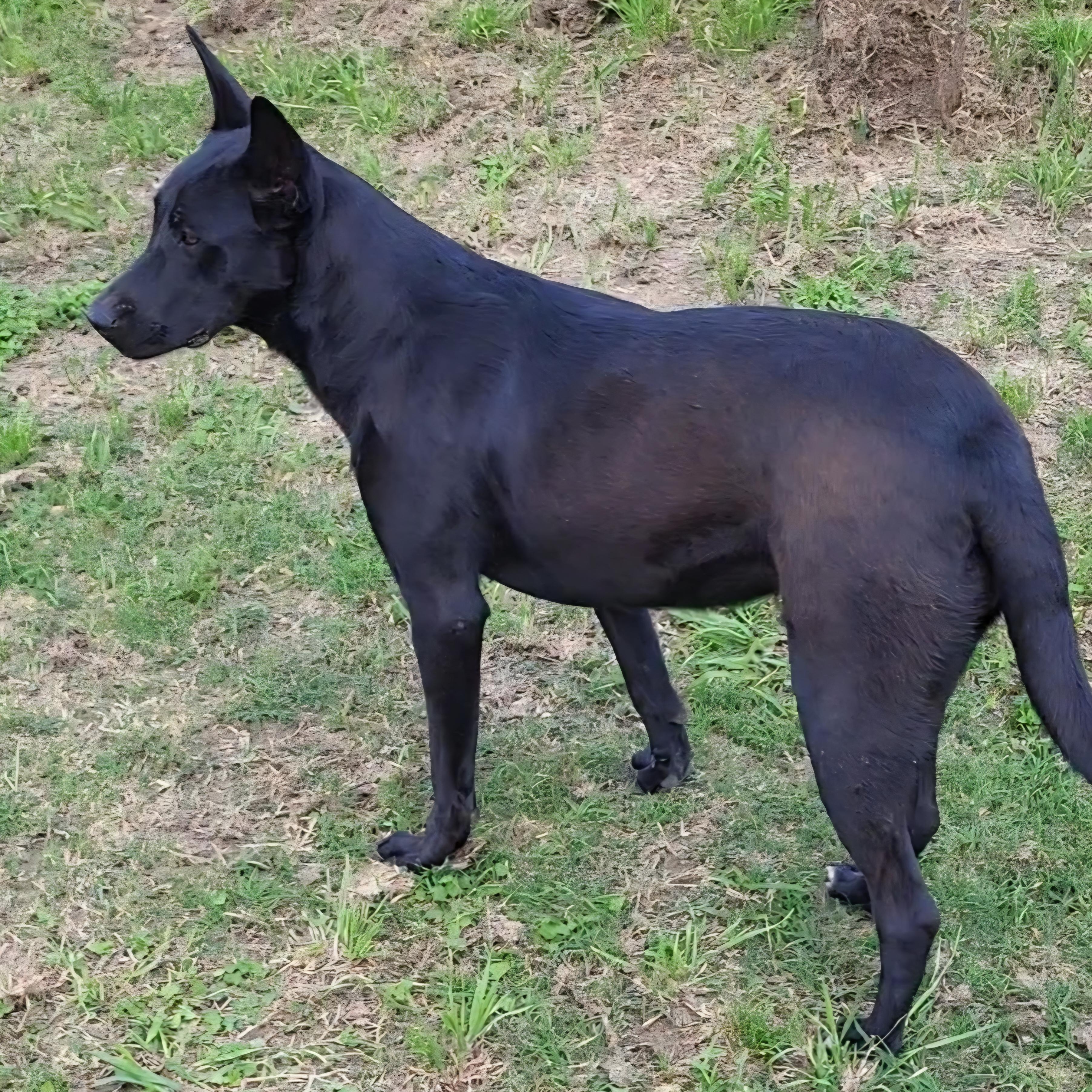 Enlarge Athena, a ADOPTABLE mixed breed in Rockdale, TX image 2/2