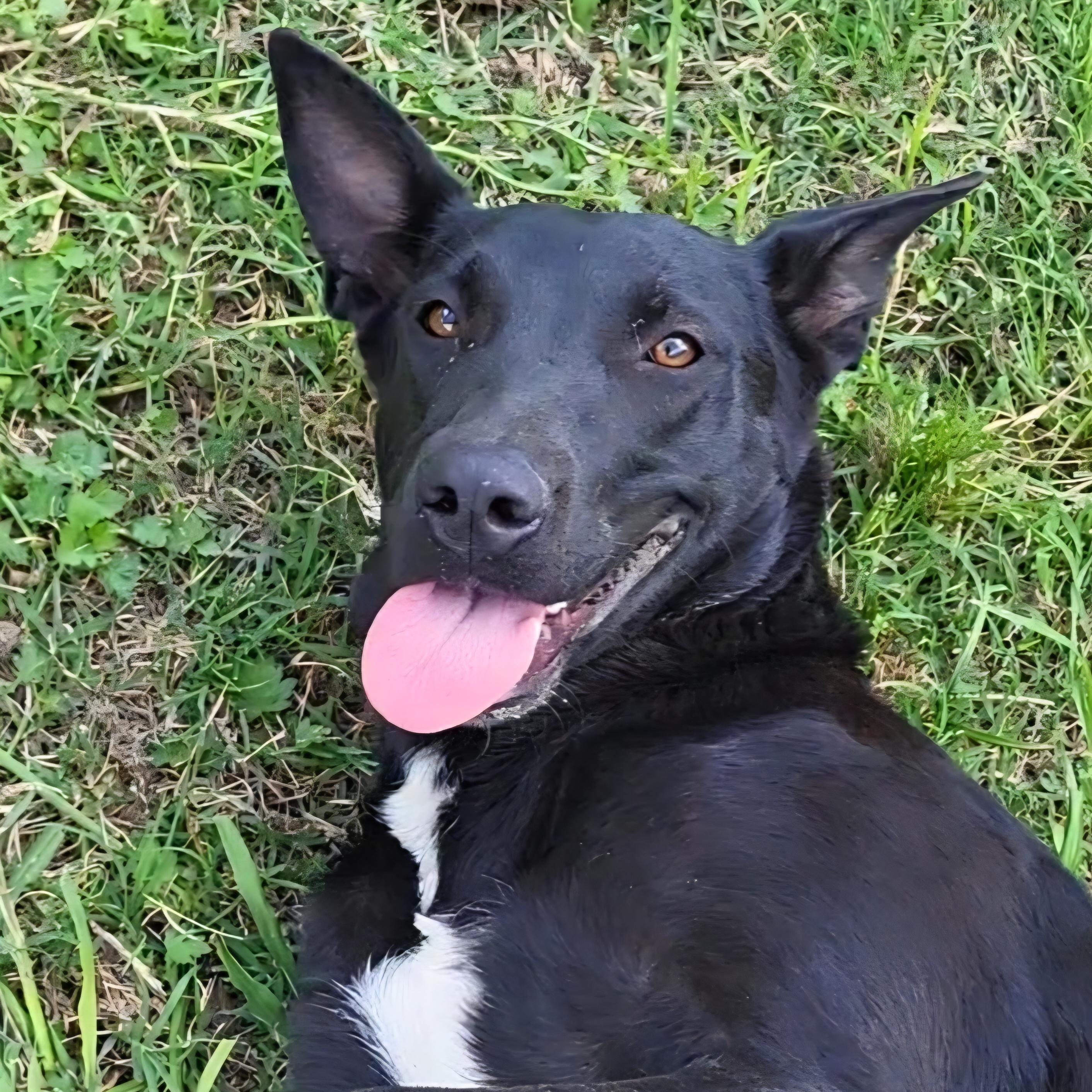 Athena, ADOPTABLE, Adult Female Belgian Shepherd / Malinois & Black Labrador Retriever.