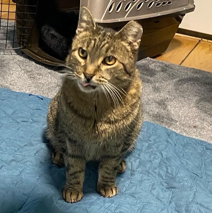 Enlarge Quick, a Adoptable Domestic Short Hair in Menasha, WI image 1/1