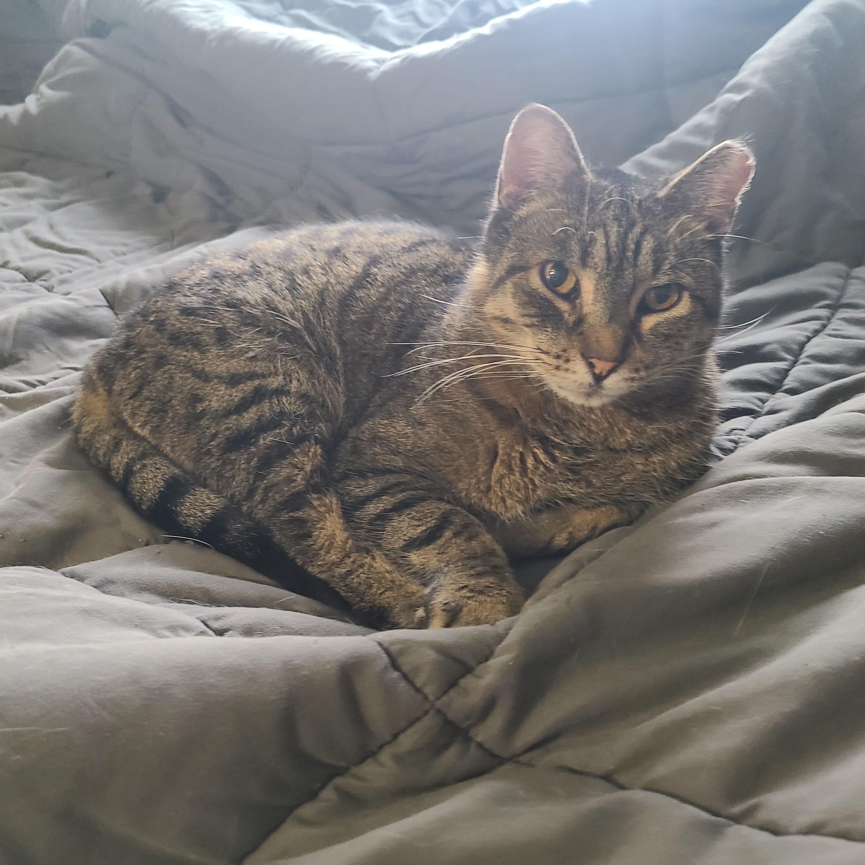 Enlarge Quick, a Adoptable Domestic Short Hair in Menasha, WI image 3/3