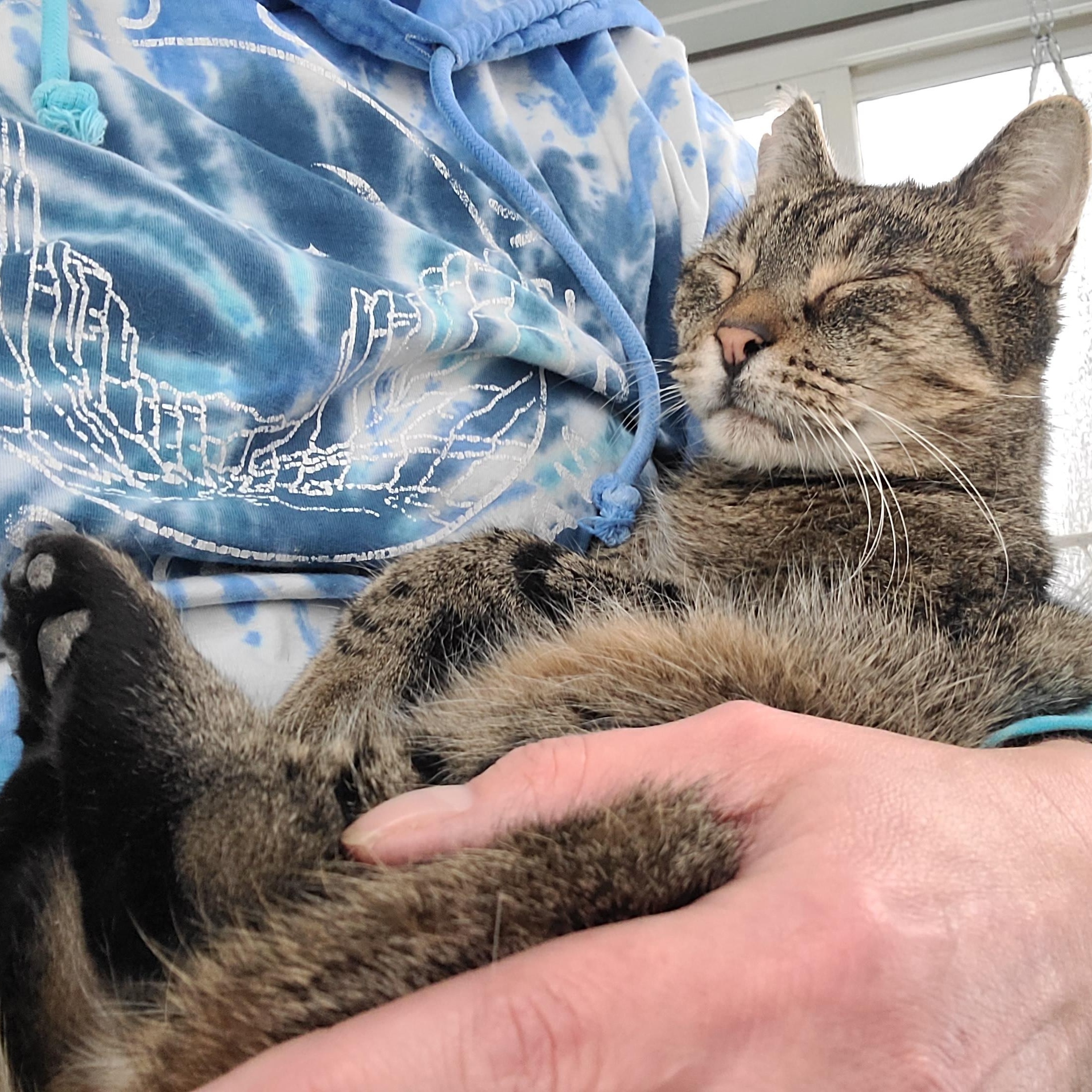 Enlarge Quick, a Adoptable Domestic Short Hair in Menasha, WI image 1/3