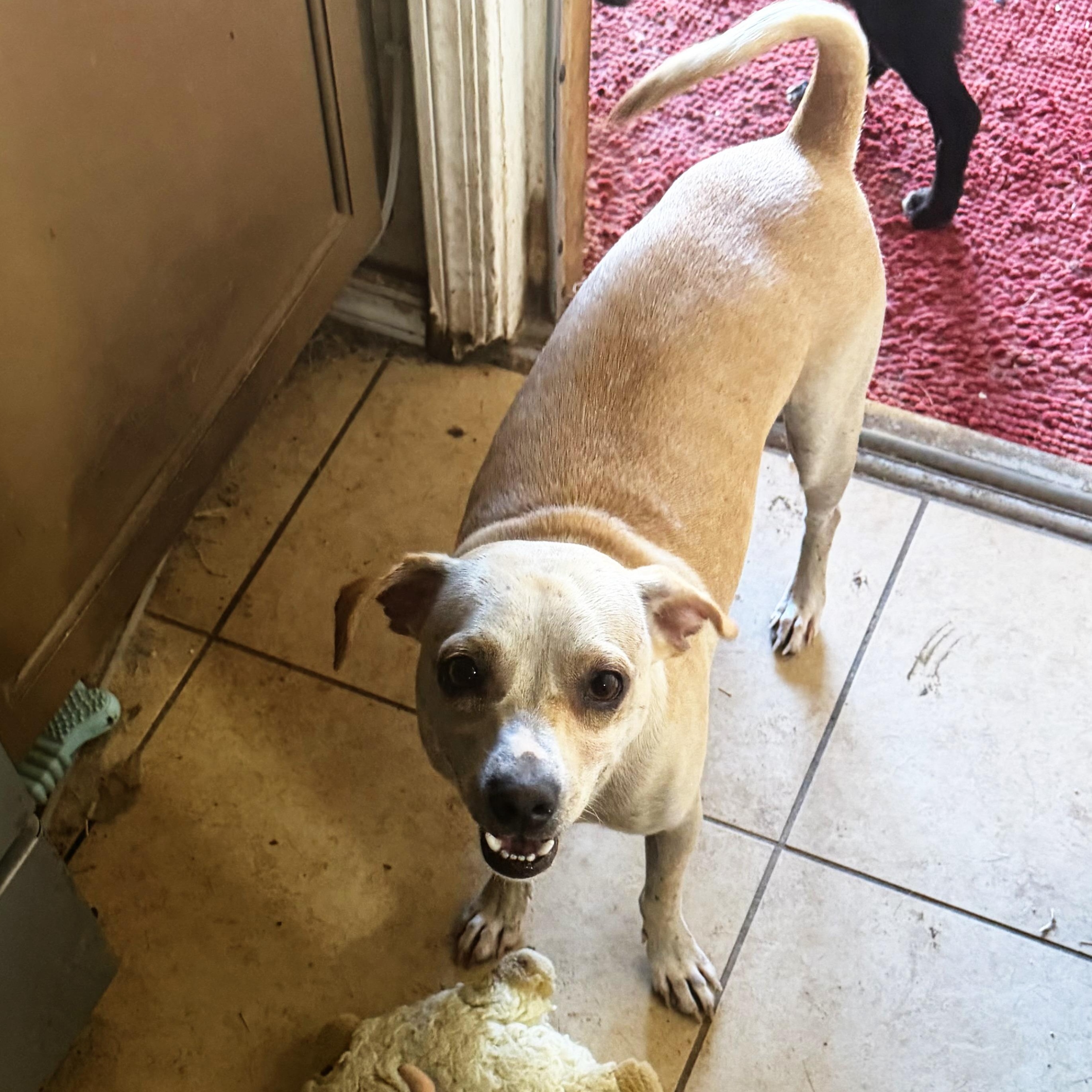 Enlarge Poncho, a ADOPTABLE mixed breed in Phoenix, AZ image 3/3