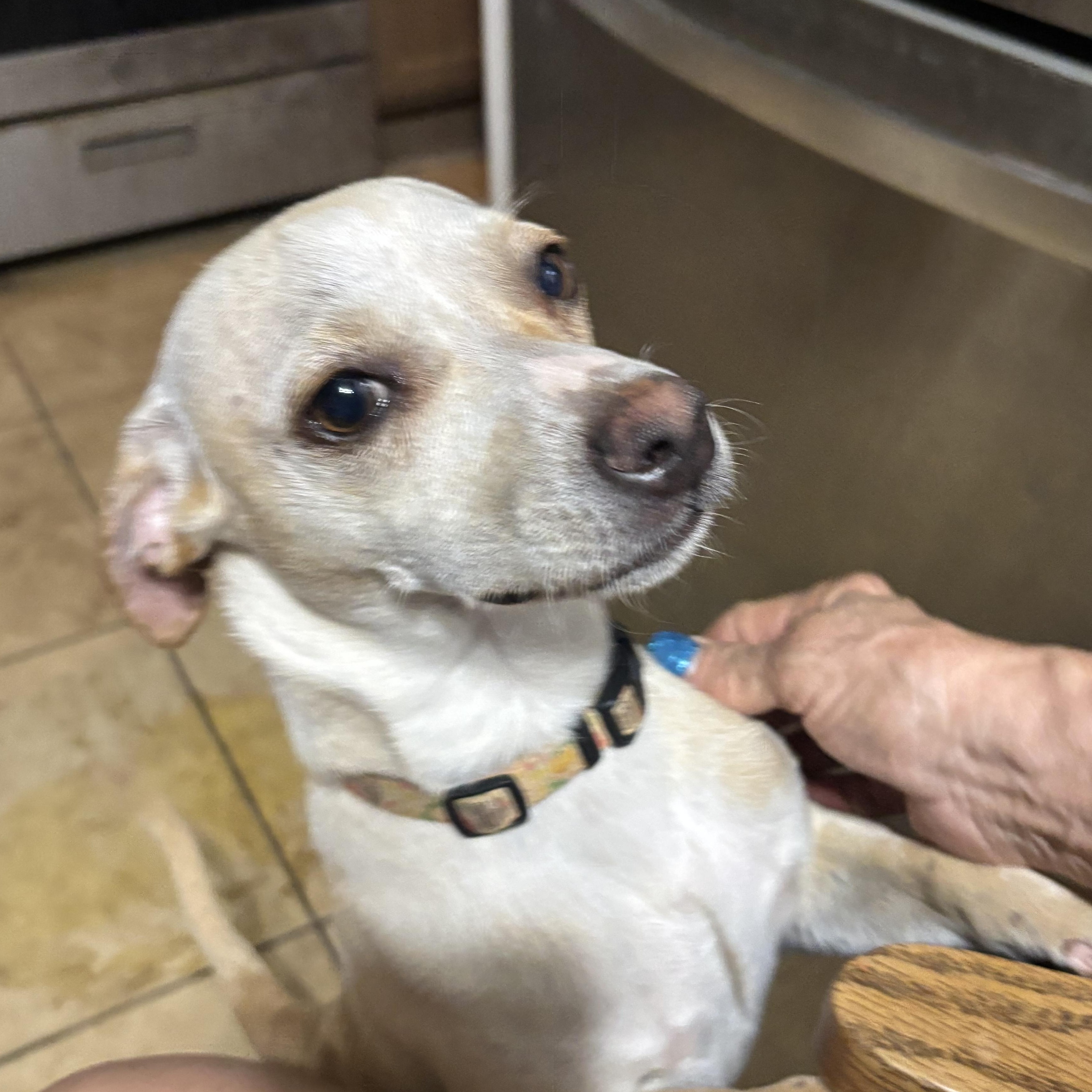 Enlarge Poncho, a ADOPTABLE mixed breed in Phoenix, AZ image 1/1