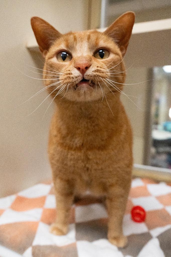 Enlarge Kiki *Sponsored adoption, a Adoptable mixed breed in Christiansburg, VA image 2/4