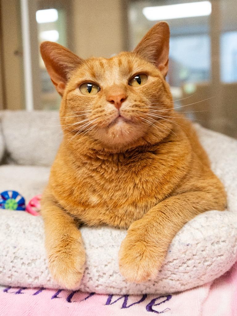 Enlarge Kiki *Sponsored adoption, a Adoptable mixed breed in Christiansburg, VA image 3/4