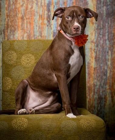 Enlarge Penny/Peanut, a Adoptable Pit Bull Terrier in North Myrtle Beach, SC image 1/2