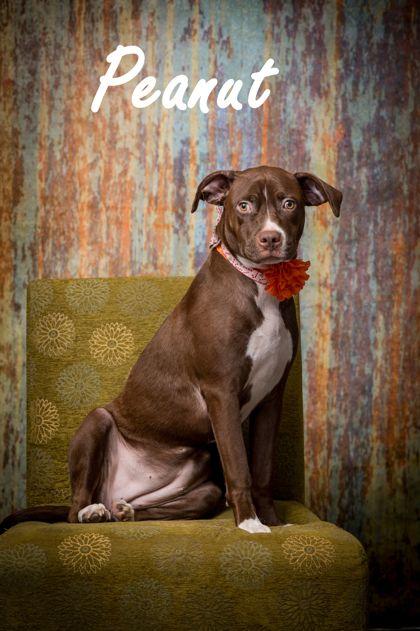 Enlarge Penny/Peanut, a Adoptable Pit Bull Terrier in North Myrtle Beach, SC image 2/2
