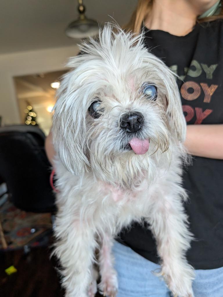 Enlarge Picasso, a Adoptable mixed breed in Bryan, TX image 1/5