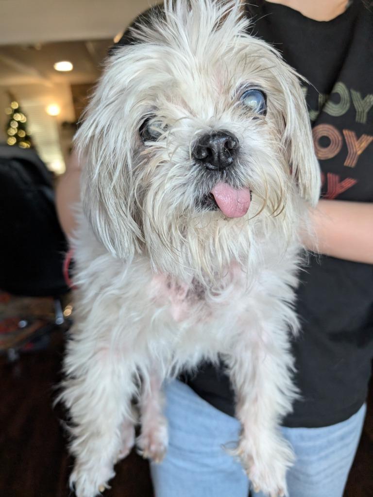 Picasso, Adoptable, Senior Male Shih Tzu & Pekingese.