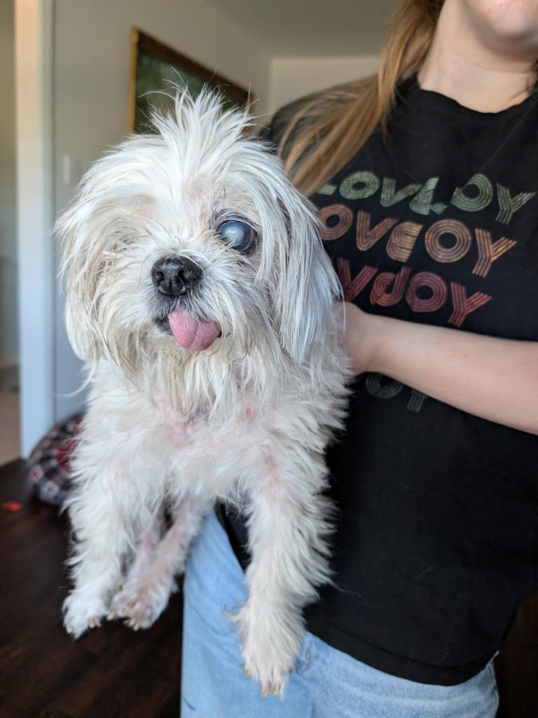 Enlarge Picasso, a Adoptable mixed breed in Bryan, TX image 2/5