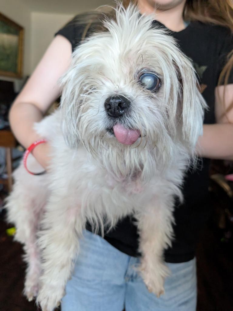 Enlarge Picasso, a Adoptable mixed breed in Bryan, TX image 3/5