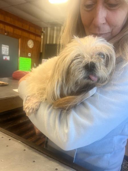 Enlarge Picasso, a Adoptable mixed breed in Bryan, TX image 5/6