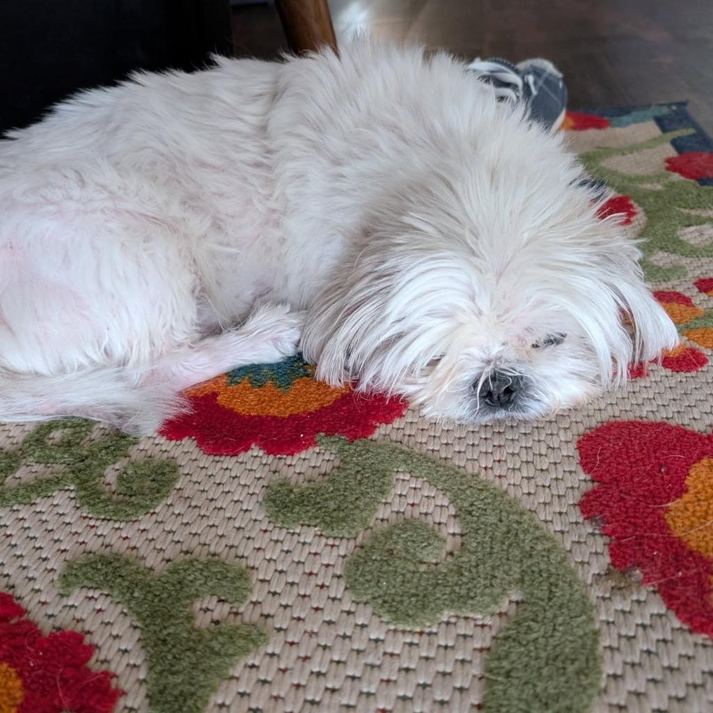 Enlarge Picasso, a Adoptable mixed breed in Bryan, TX image 6/6