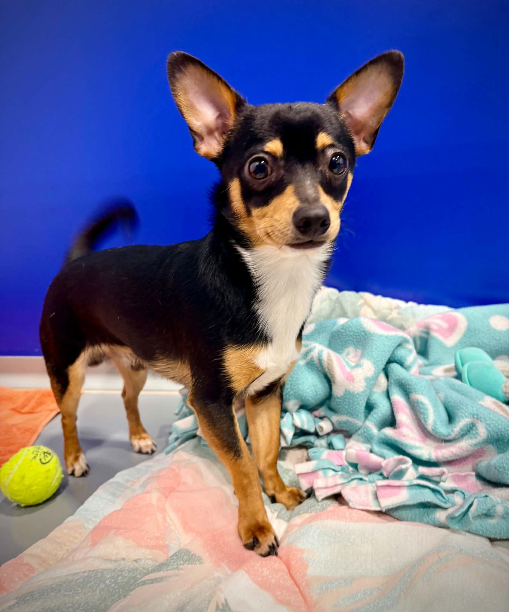 Enlarge Sir Bear, a ADOPTABLE mixed breed in Kalamazoo, MI image 4/5