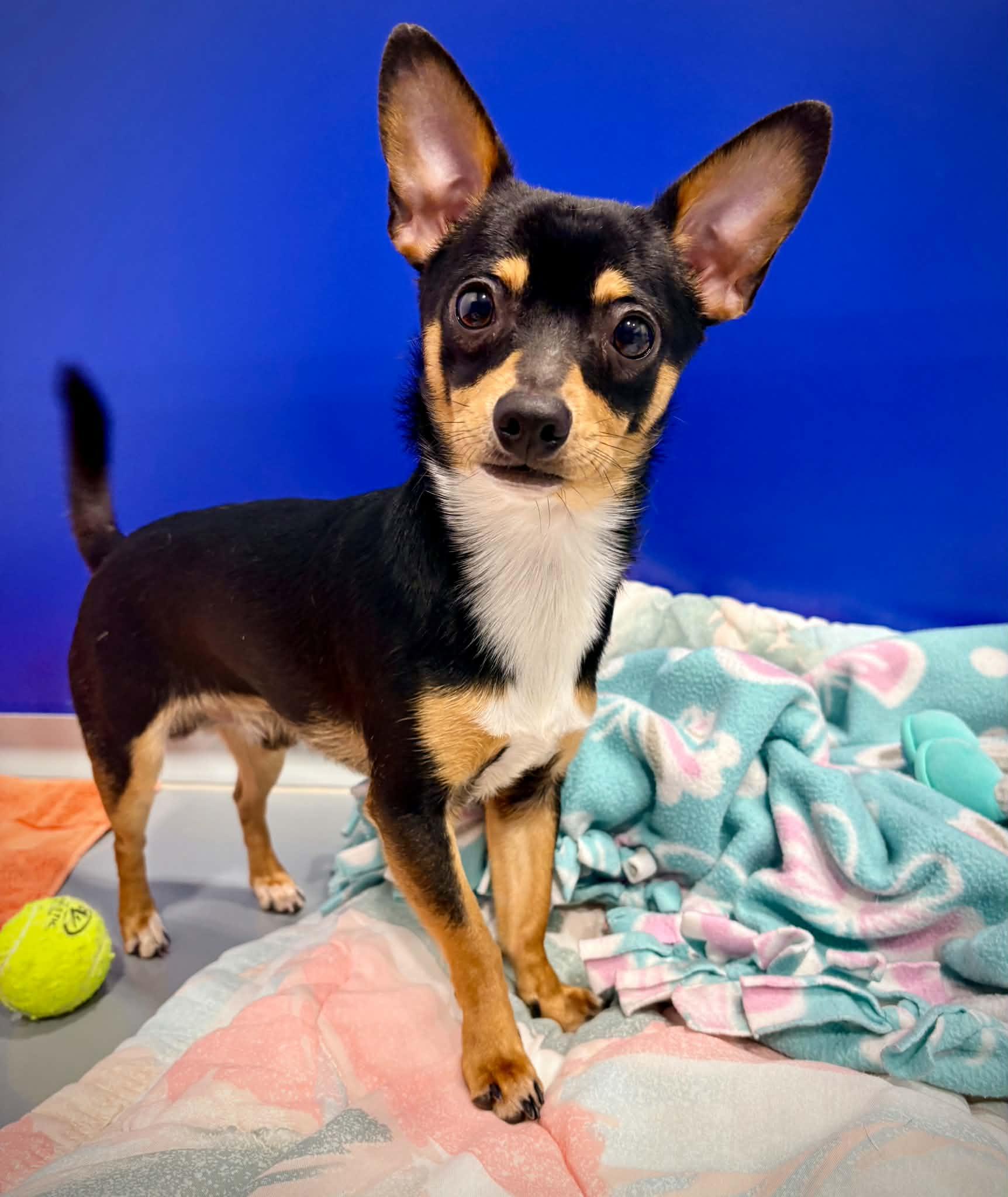 Enlarge Sir Bear, a ADOPTABLE mixed breed in Kalamazoo, MI image 2/5