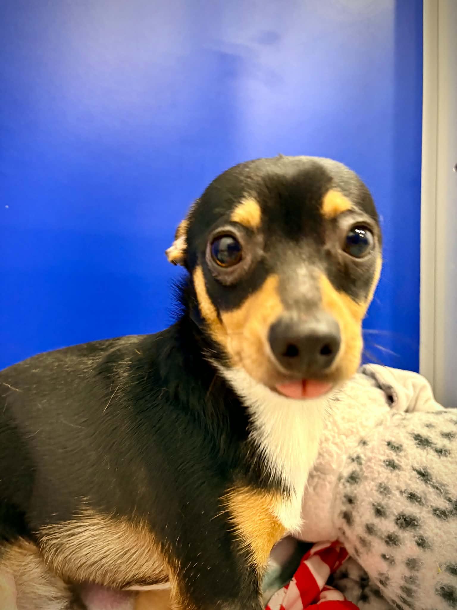 Enlarge Sir Bear, a ADOPTABLE mixed breed in Kalamazoo, MI image 3/5