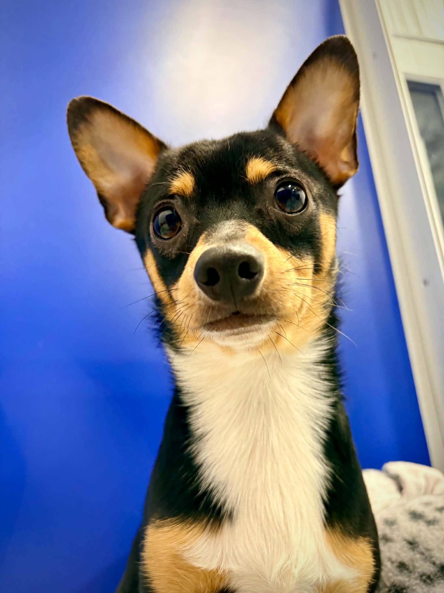 Enlarge Sir Bear, a ADOPTABLE mixed breed in Kalamazoo, MI image 1/5