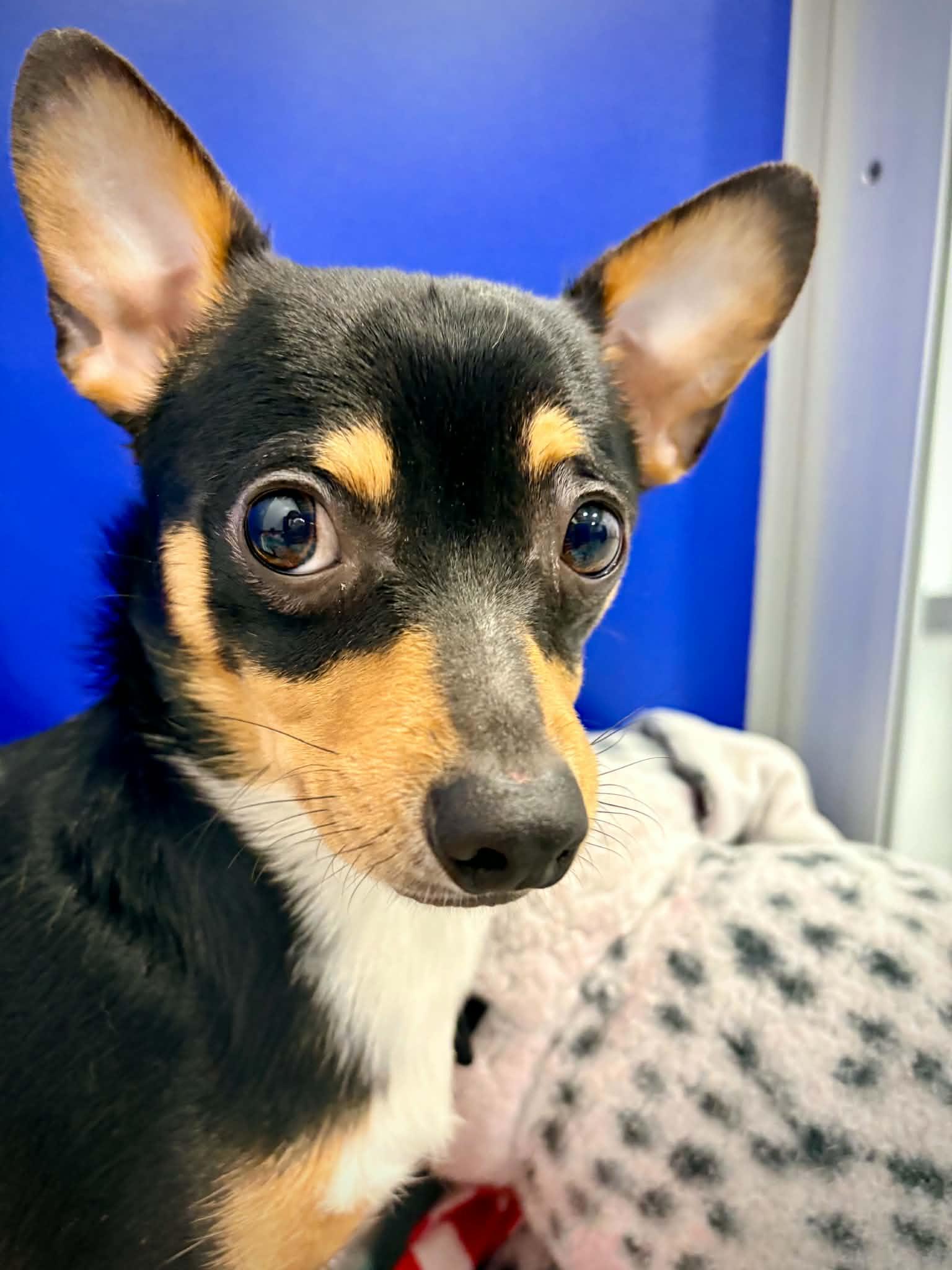 Enlarge Sir Bear, a ADOPTABLE mixed breed in Kalamazoo, MI image 5/5