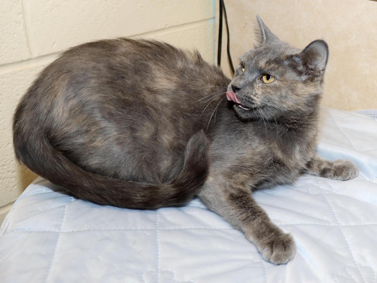Enlarge Dolly, a Adoptable Dilute Tortoiseshell in Euclid, OH image 5/6
