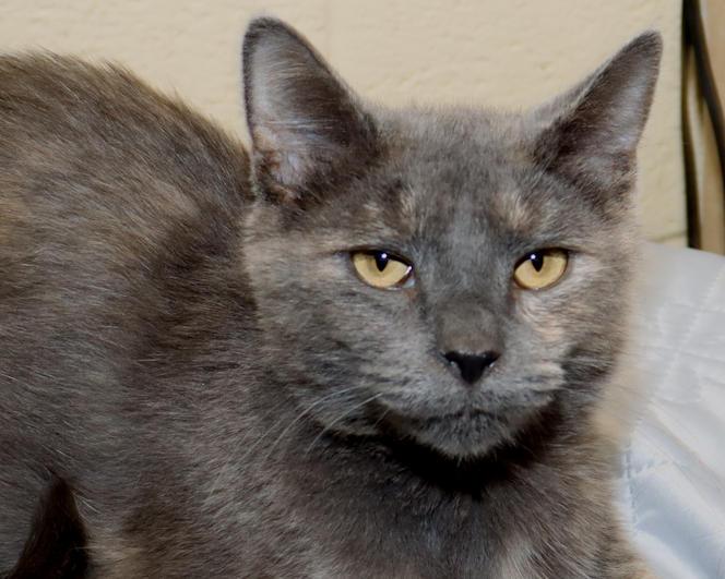 Dolly, Adoptable, Young Female Dilute Tortoiseshell.