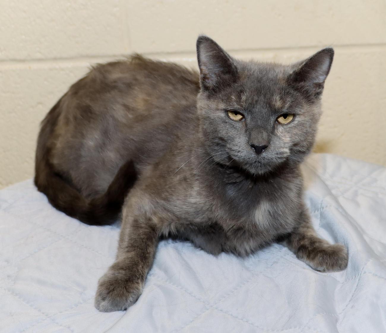 Enlarge Dolly, a Adoptable Dilute Tortoiseshell in Euclid, OH image 3/6