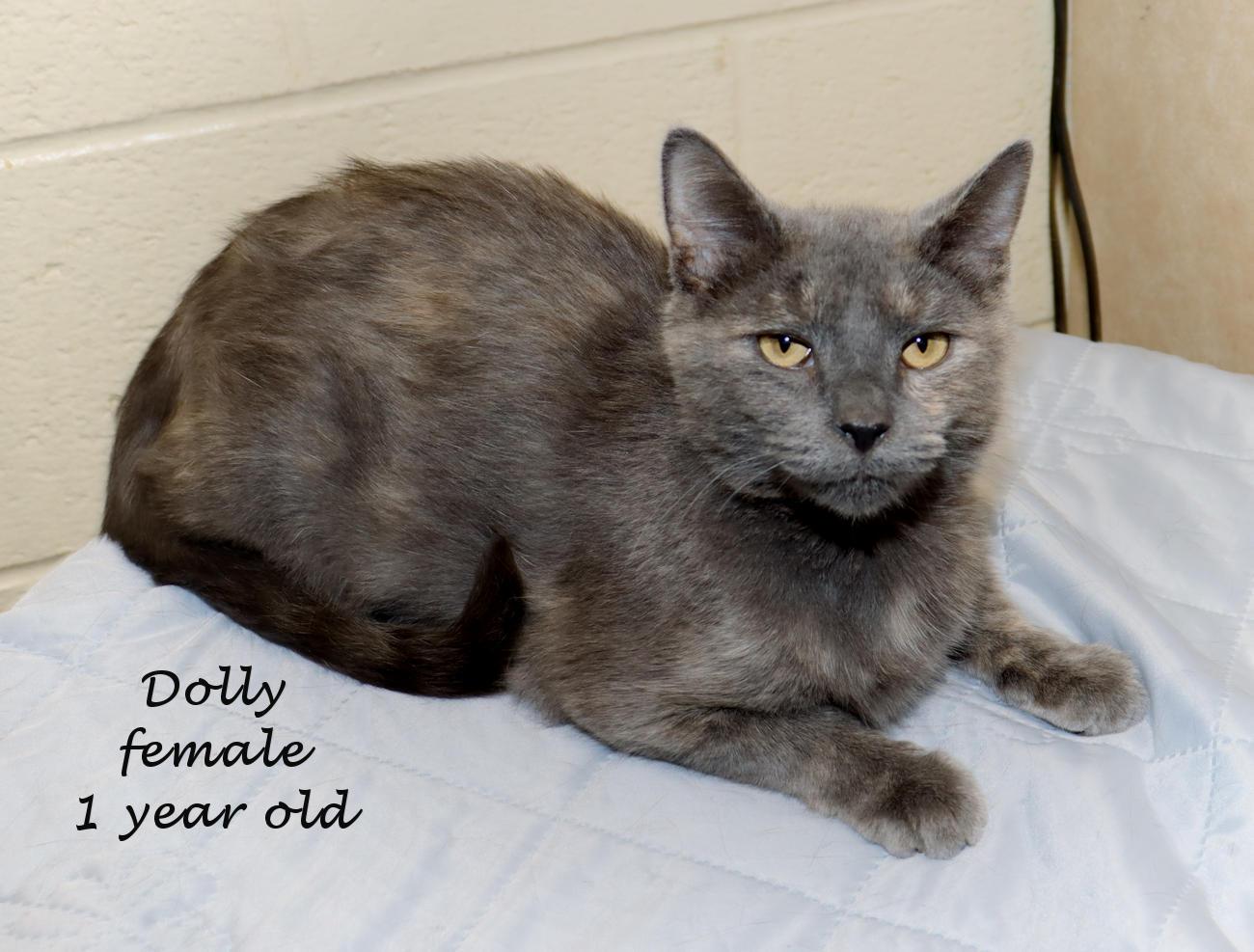 Enlarge Dolly, a Adoptable Dilute Tortoiseshell in Euclid, OH image 2/6