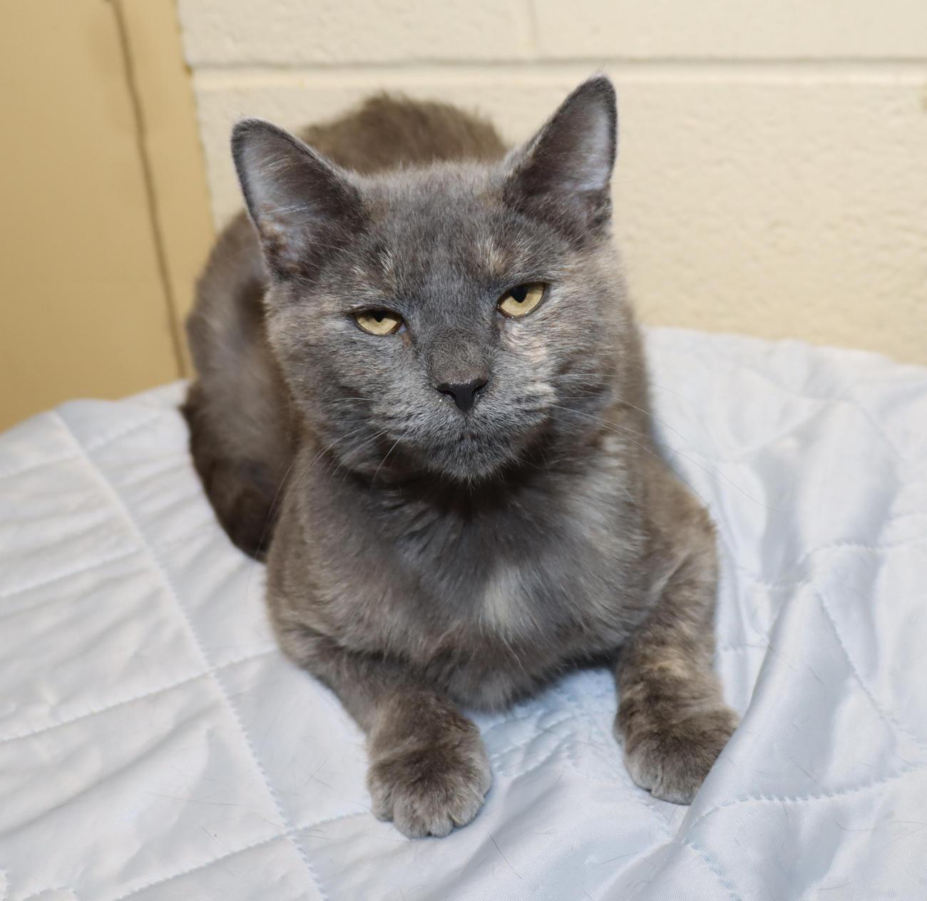Enlarge Dolly, a Adoptable Dilute Tortoiseshell in Euclid, OH image 6/6