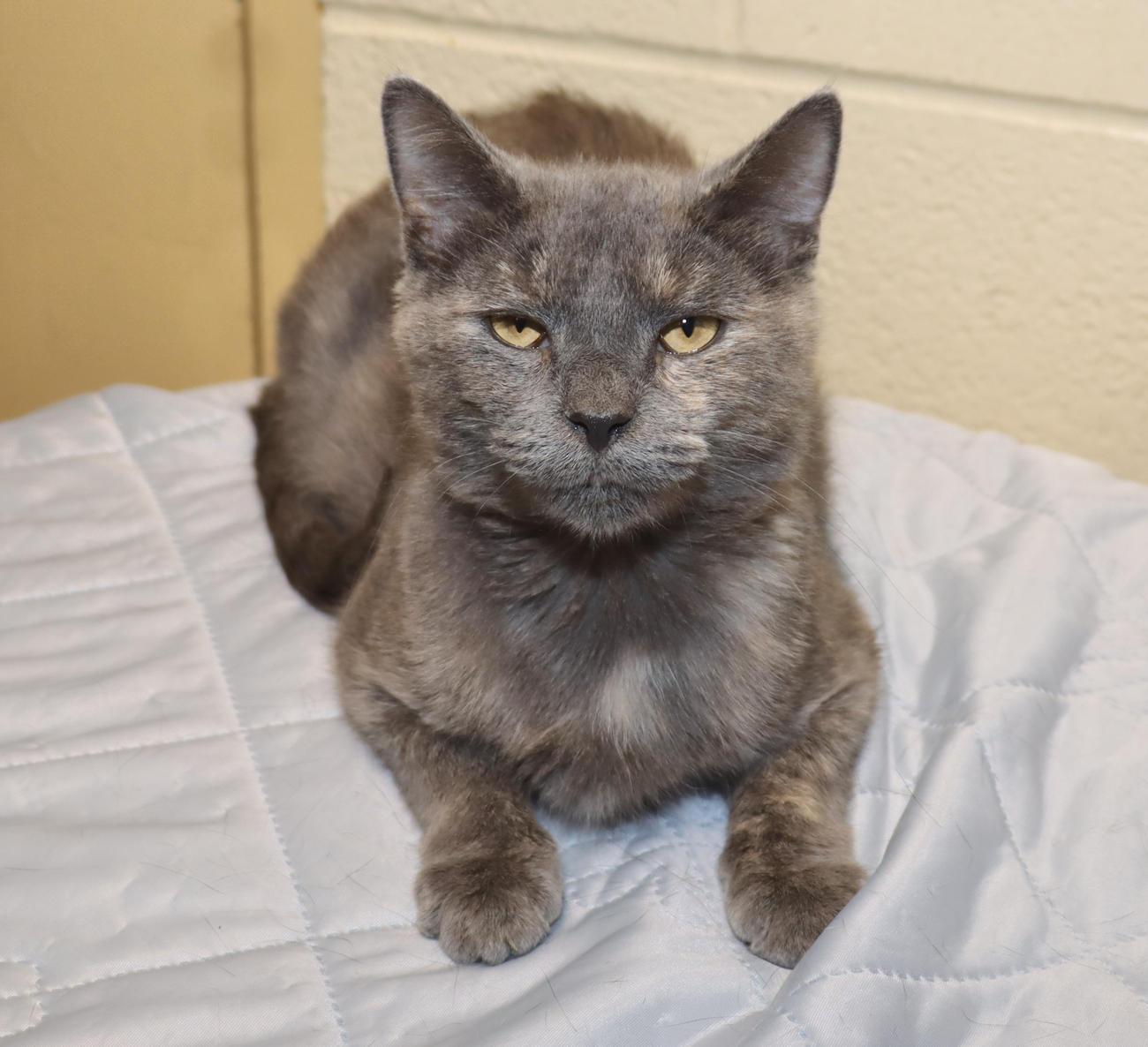 Enlarge Dolly, a Adoptable Dilute Tortoiseshell in Euclid, OH image 4/6