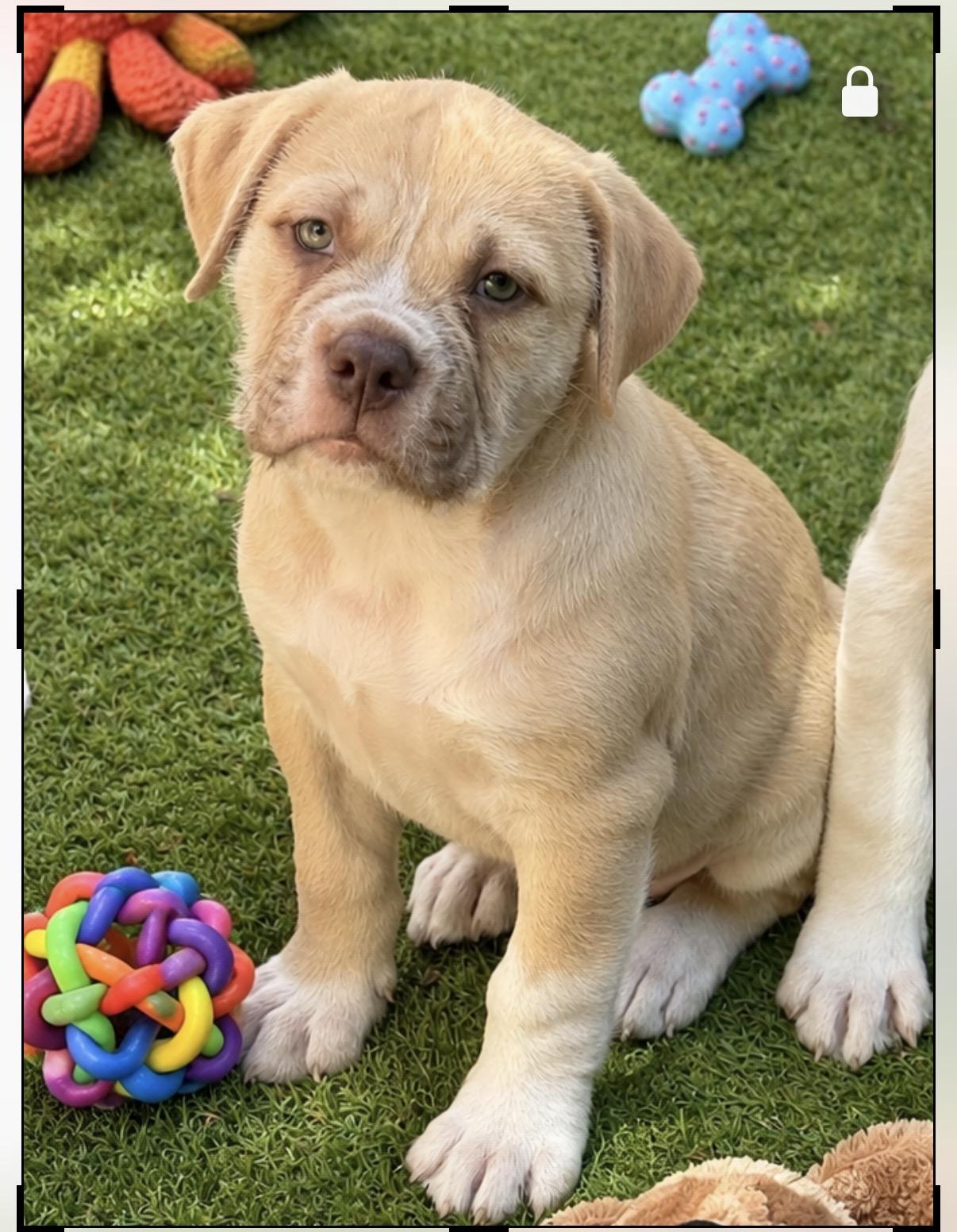 Lida, ADOPTABLE, Puppy Female American Bulldog & English Bulldog.