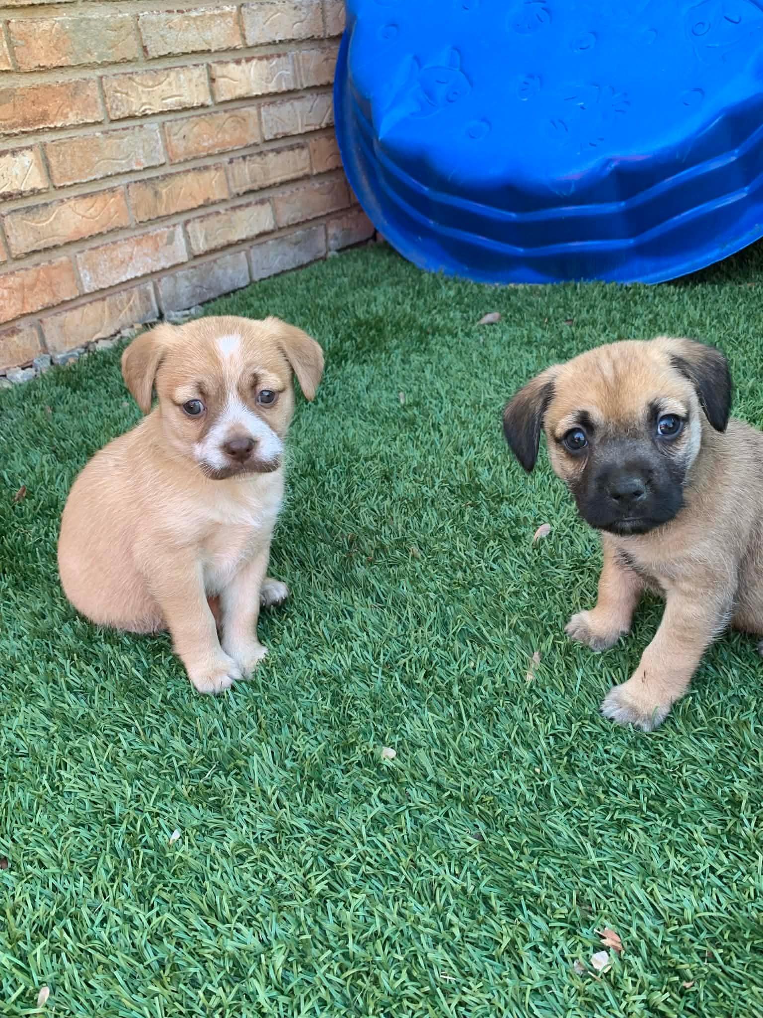 Enlarge Dora , an adopted mixed breed in Douglas, MA image 5/5