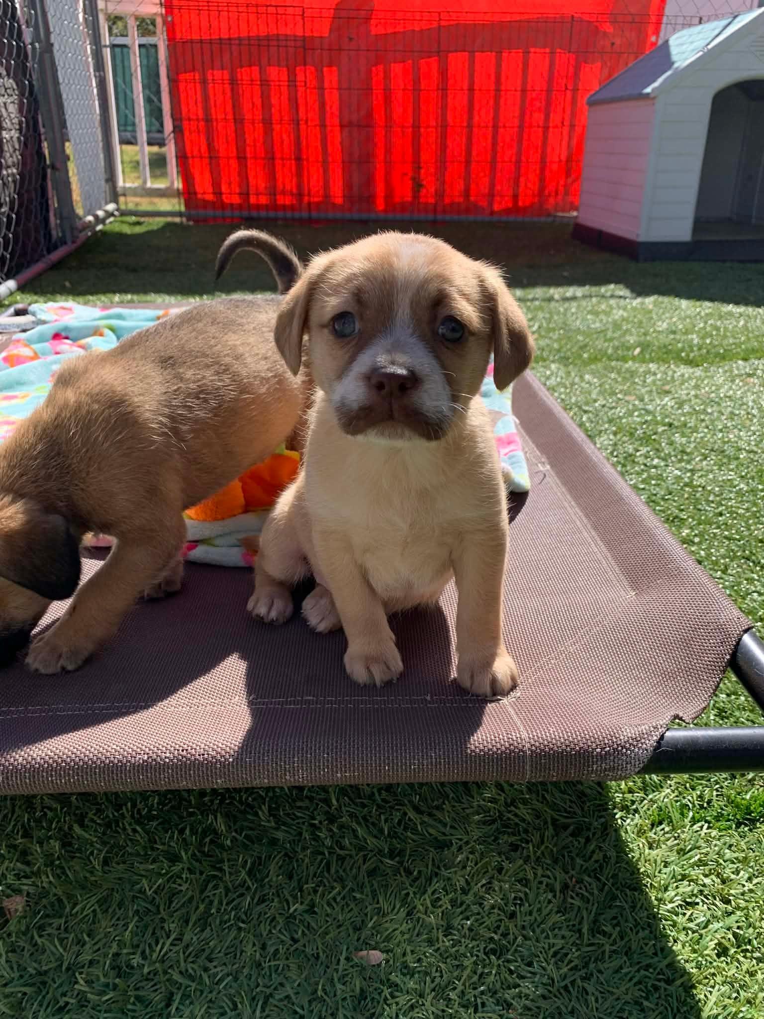 Enlarge Dora , an adopted mixed breed in Douglas, MA image 2/5