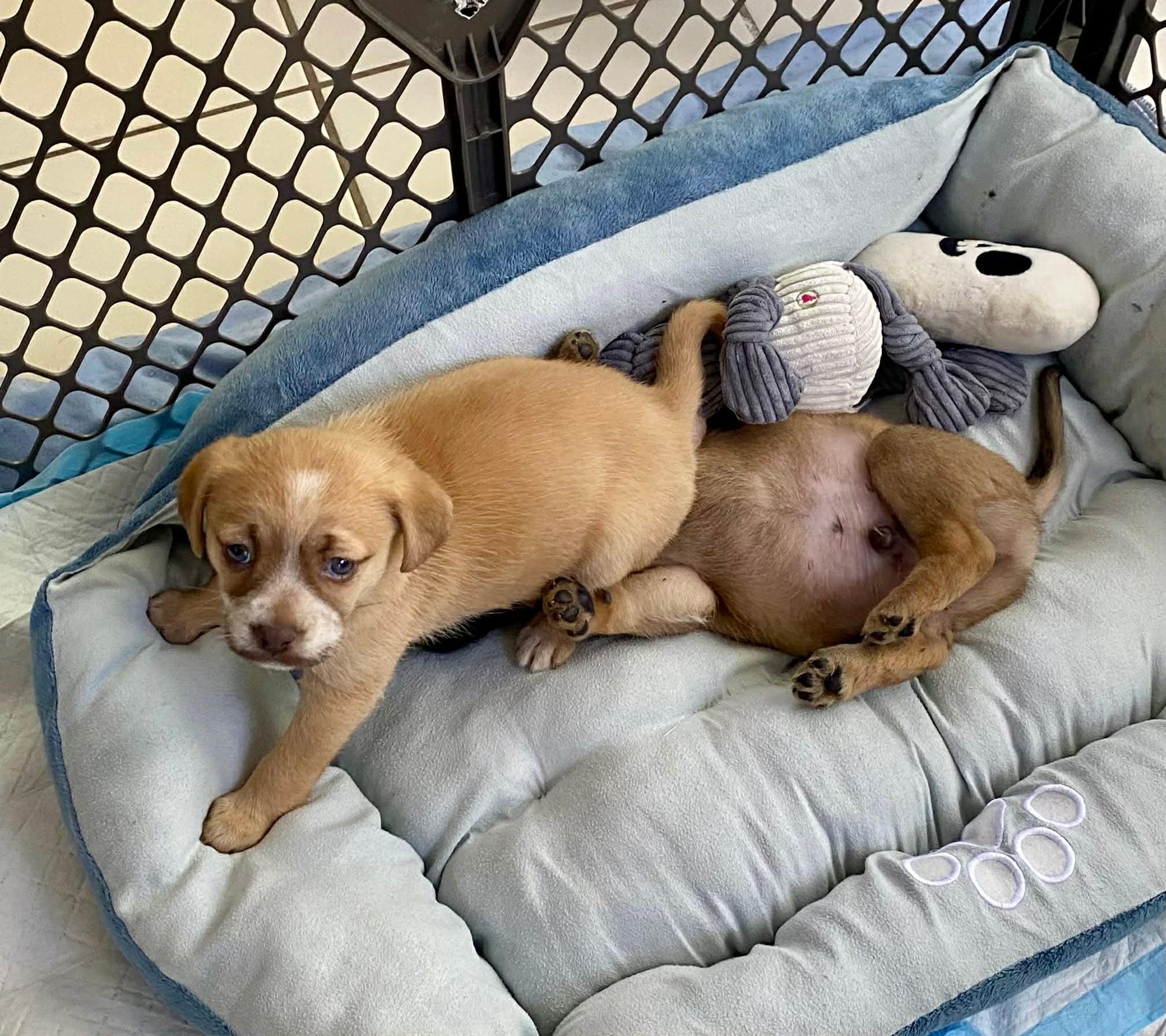 Enlarge Dora , an adopted mixed breed in Douglas, MA image 4/5