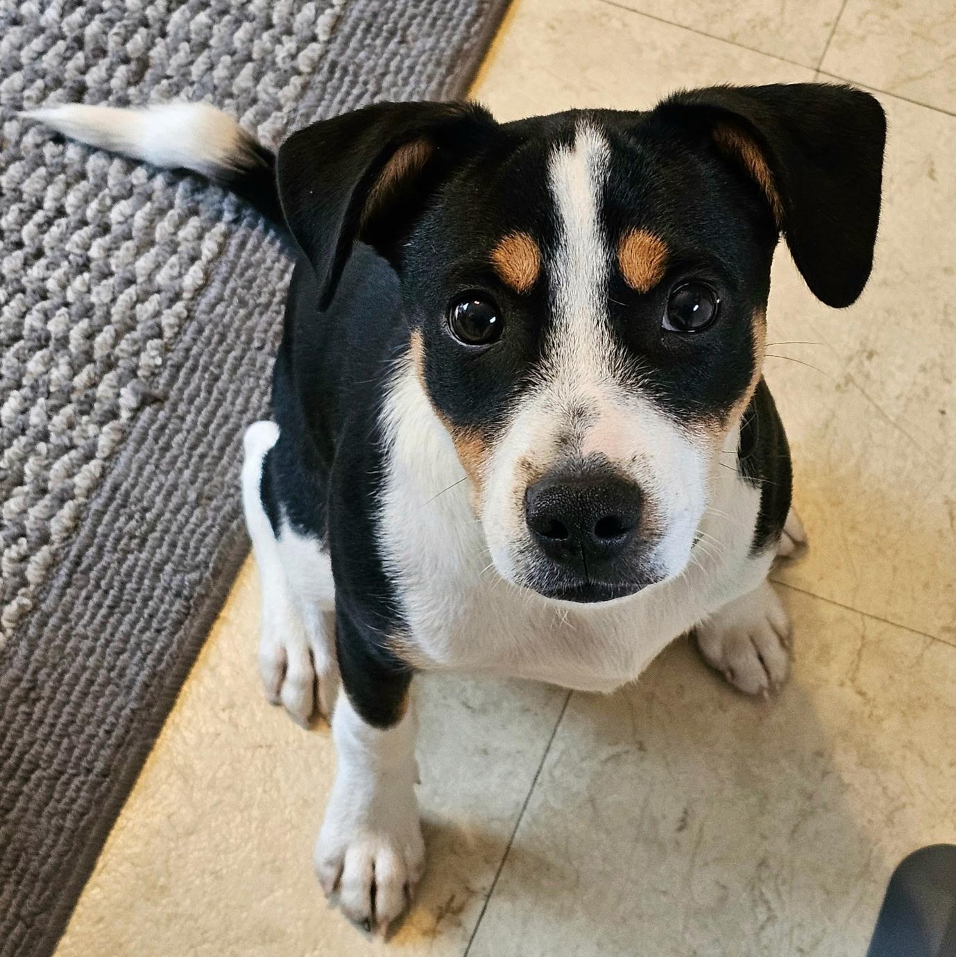 Benji