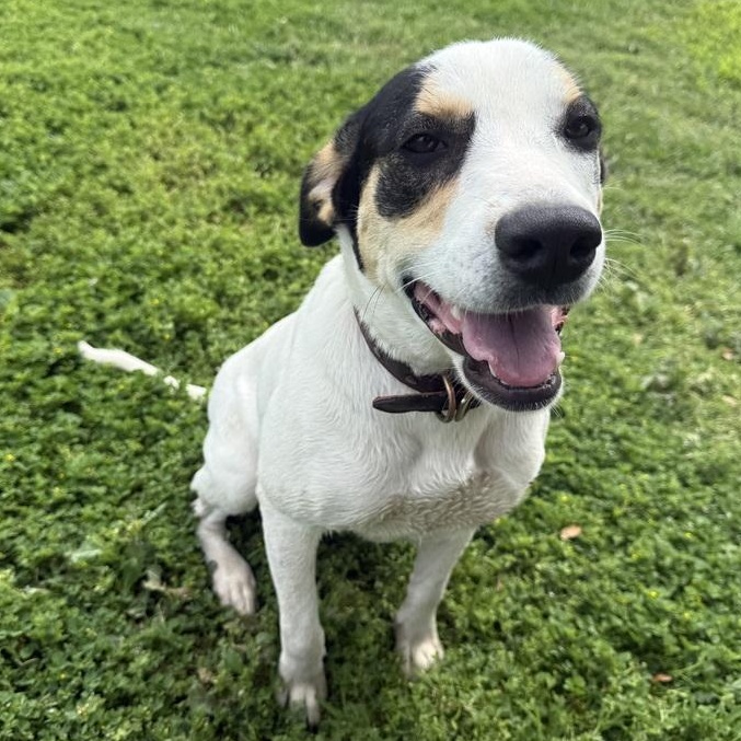 Enlarge Patches , a ADOPTABLE mixed breed in Krum, TX image 5/6