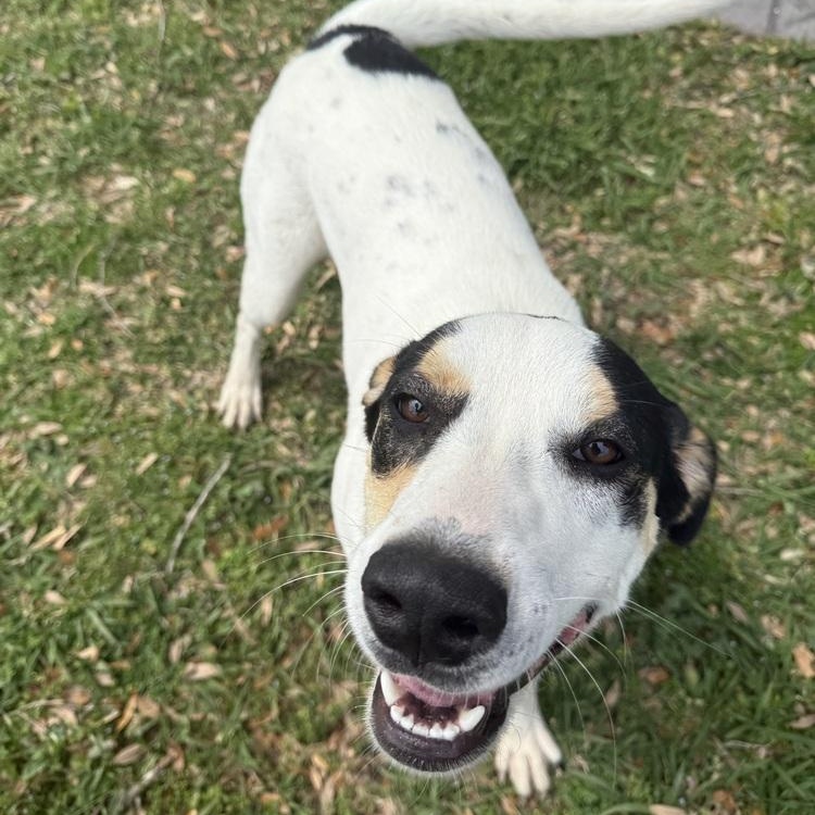 Enlarge Patches , a ADOPTABLE mixed breed in Krum, TX image 3/6