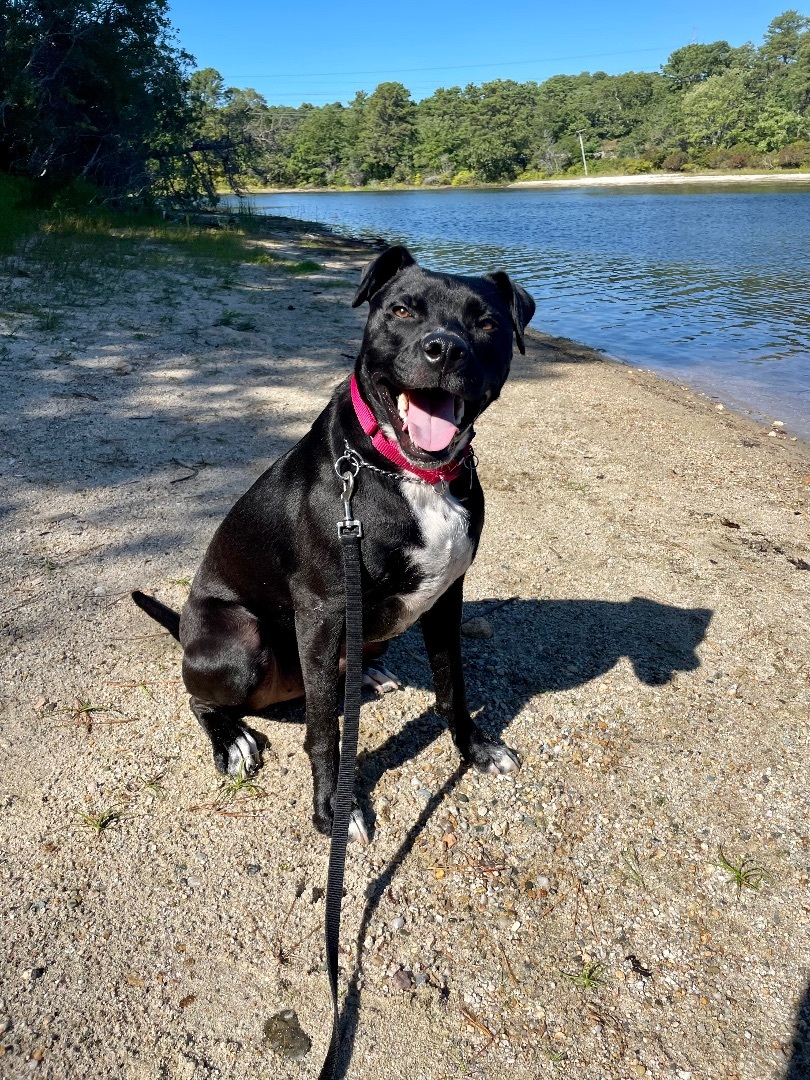 Shawn, a Adoptable mixed breed image 1/15