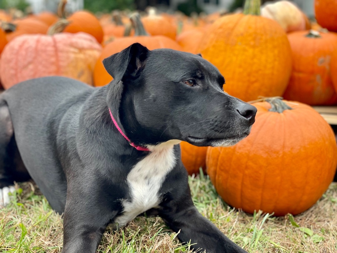 Shawn, a Adoptable mixed breed image 3/15