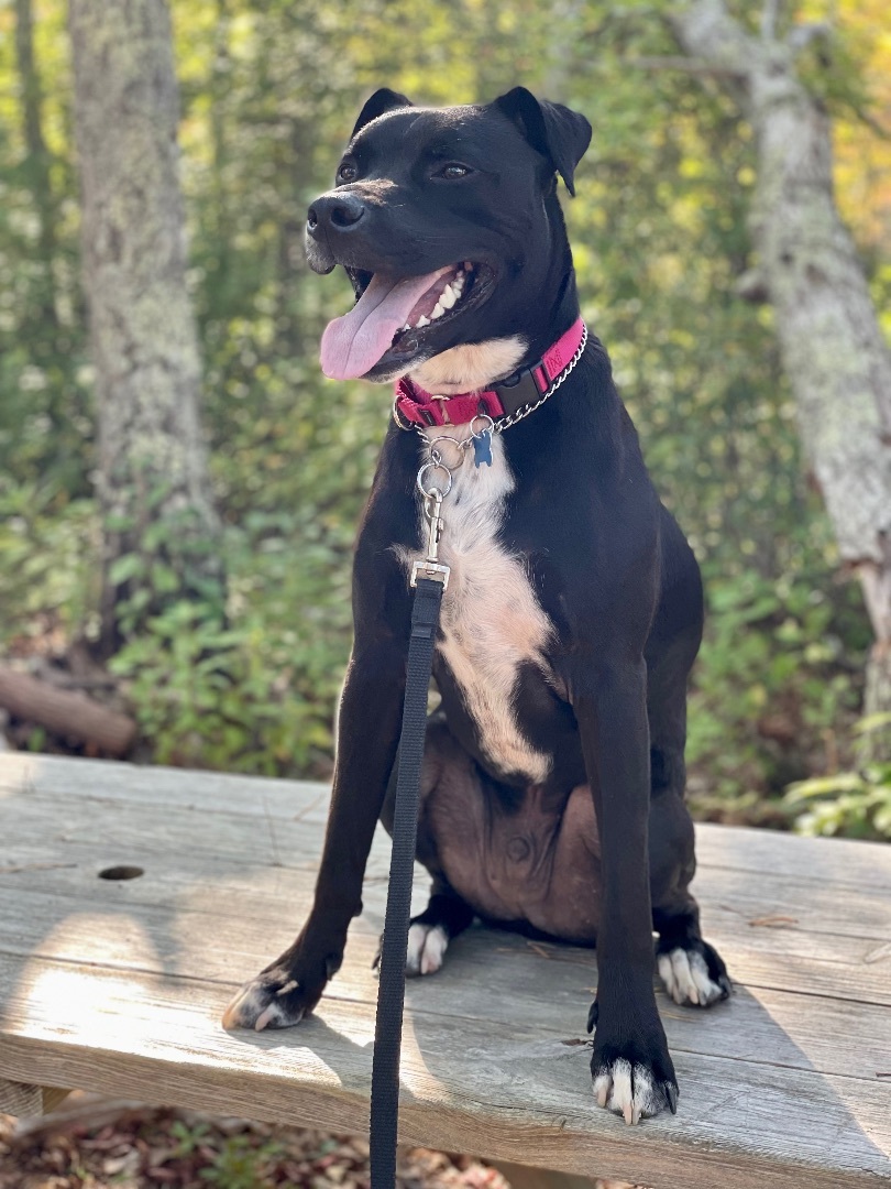 Shawn, a Adoptable mixed breed image 5/15