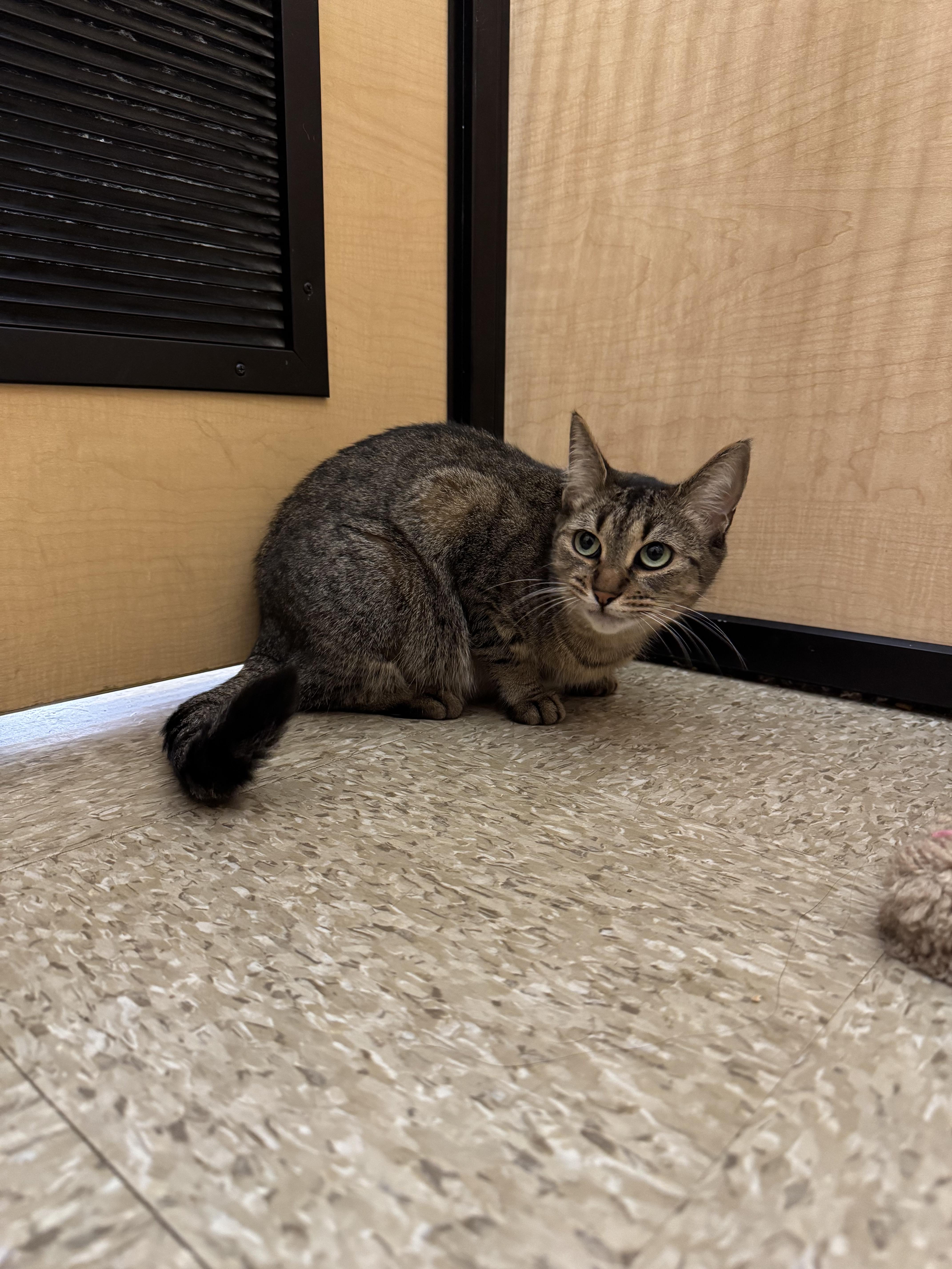 Nala