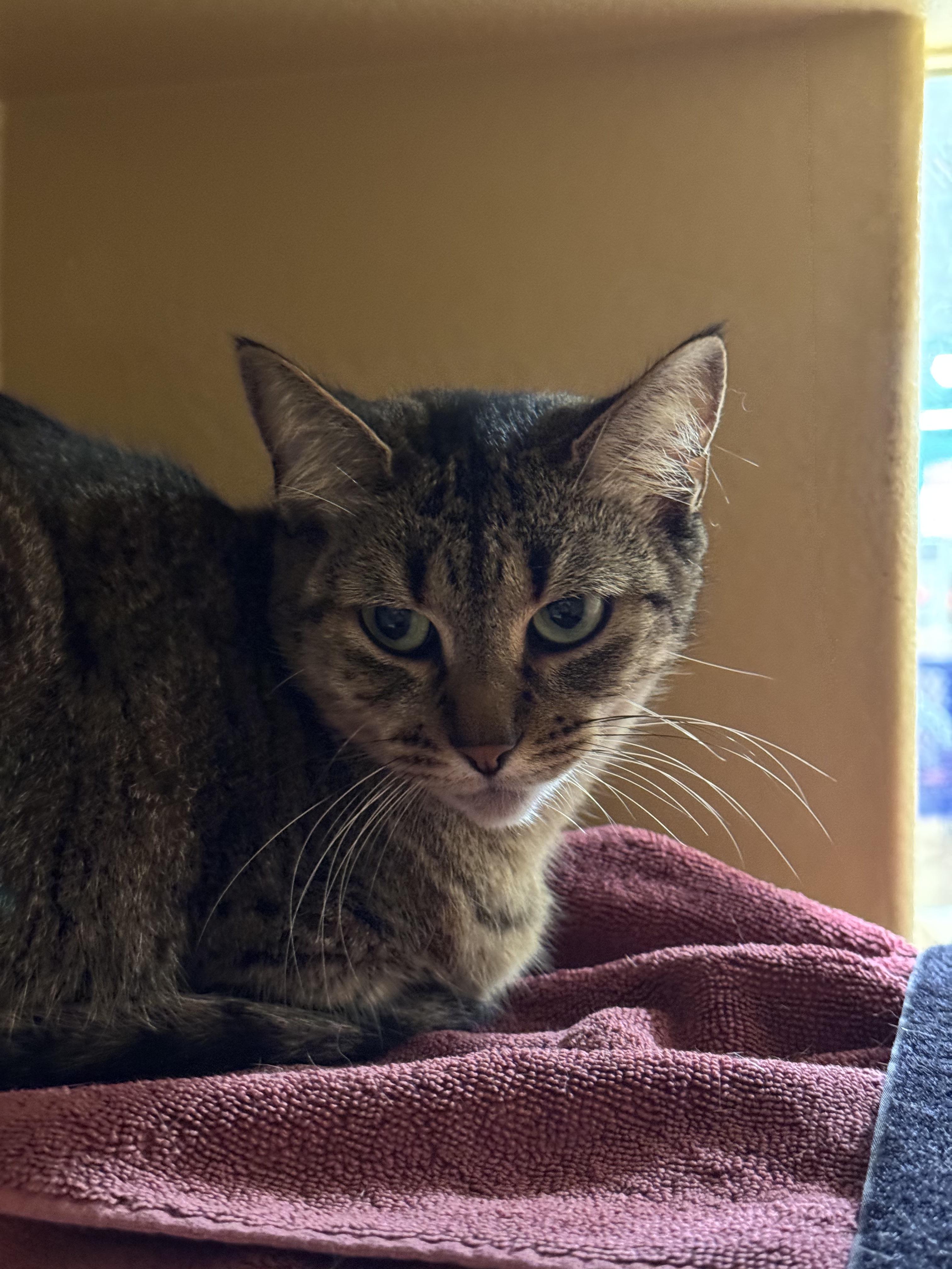 Nala