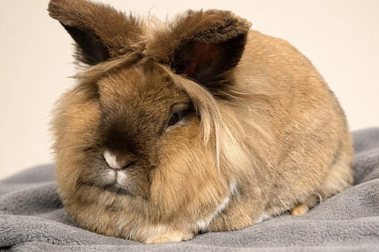 Herbie  *Bonded to Harvey*, Adoptable, Adult Male Lionhead.
