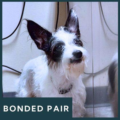 Enlarge Bebe, a ADOPTABLE Mixed Breed in Missoula, MT image 1/1