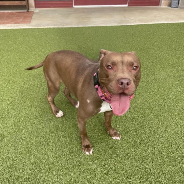 BONK, a Adoptable Pit Bull Terrier in Derwood, MD image 2/2