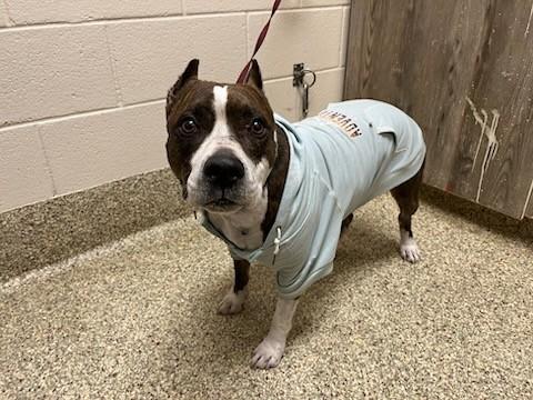 LUNA, Adoptable, Adult Female American Staffordshire Terrier & Mixed Breed.