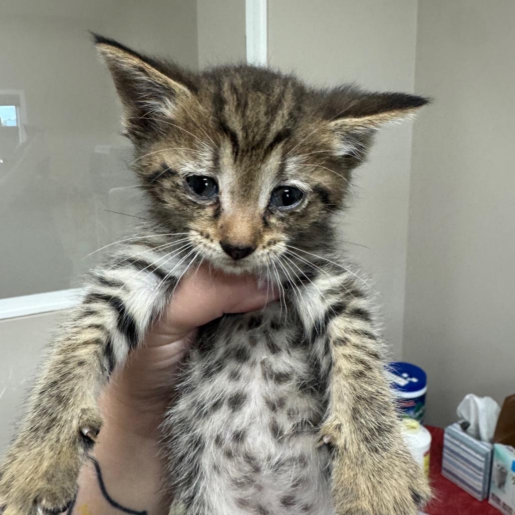 Kitten 4, a Adoptable Domestic Short Hair in Shelbyville, IL image 1/2