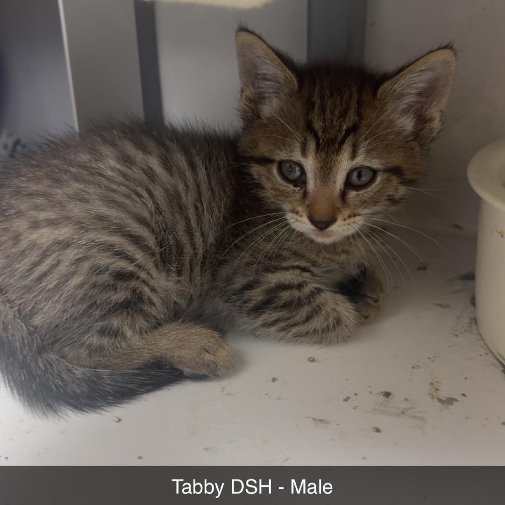 Kitten 4, a Adoptable Domestic Short Hair in Shelbyville, IL image 2/2